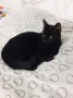 Ziggy (5)